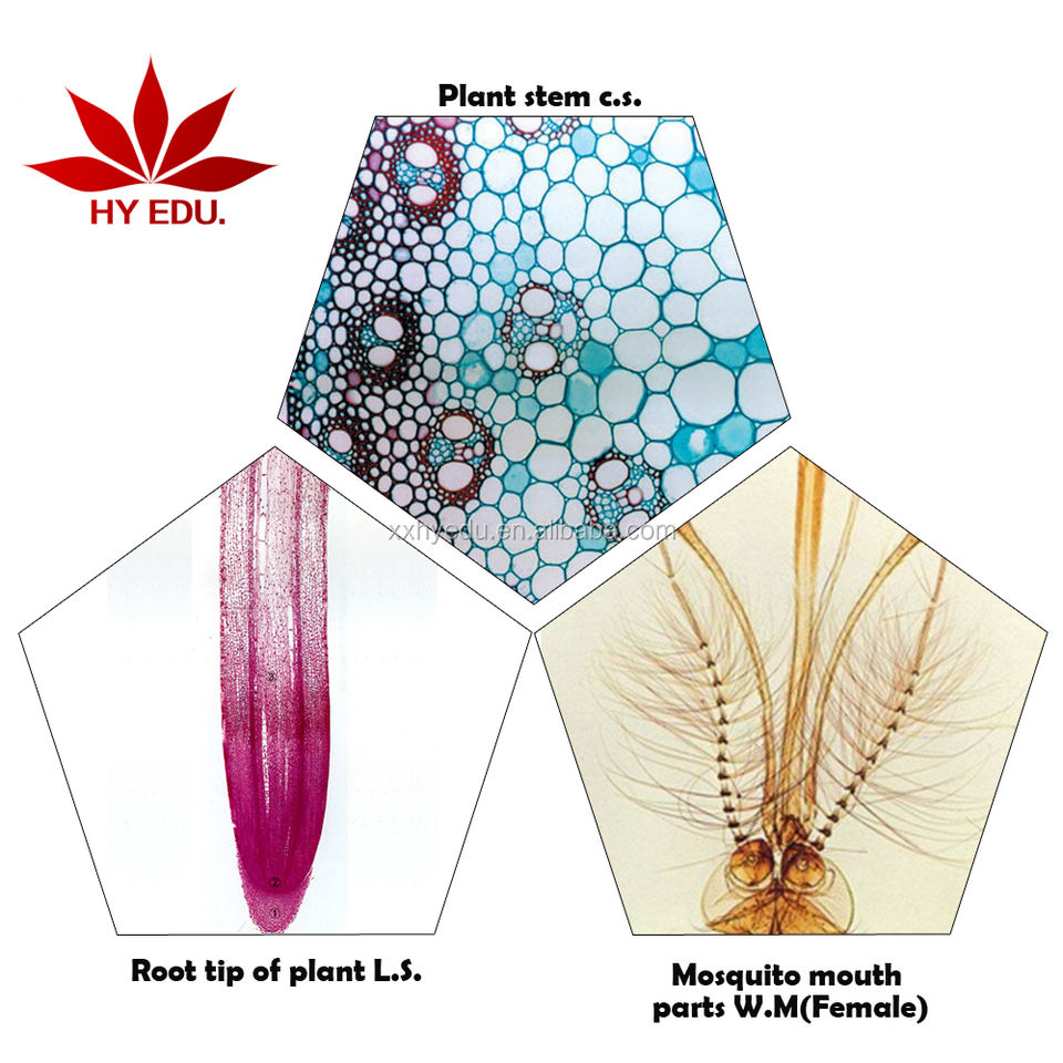 Basic science slide biological specimens slice 50 permanent piece of